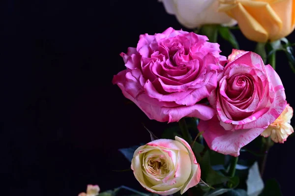 深色背景下美丽的玫瑰花的近景 — 图库照片