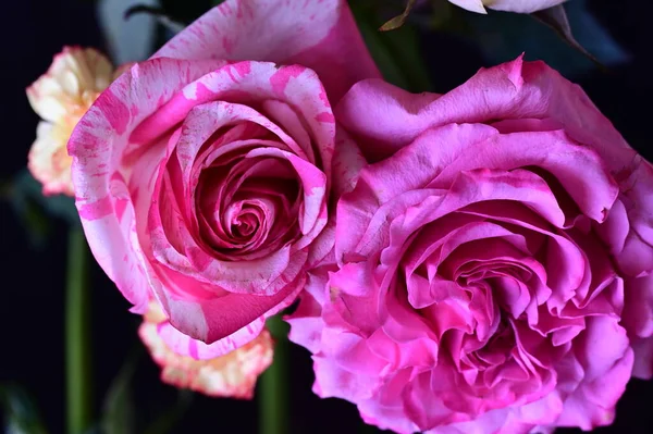 Rosas Cor Rosa Bonitas Vista Perto — Fotografia de Stock
