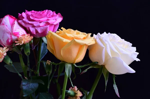 深色背景下美丽的玫瑰花的近景 — 图库照片