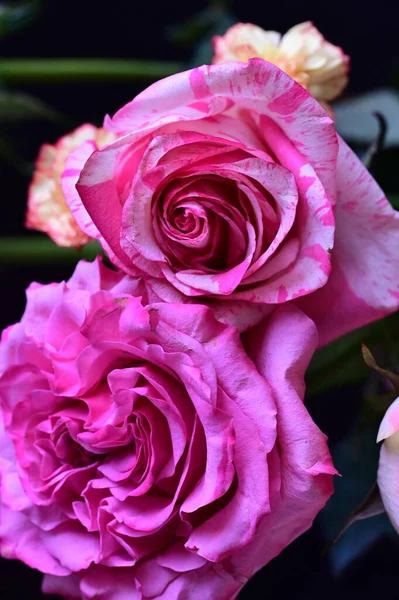 Vackra Rosa Rosor Närbild — Stockfoto