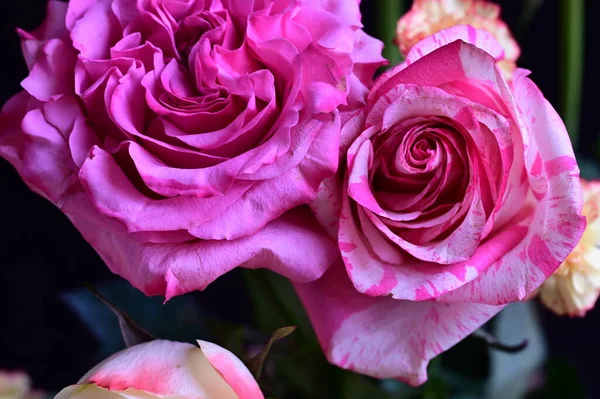 Rosas Cor Rosa Bonitas Vista Perto — Fotografia de Stock