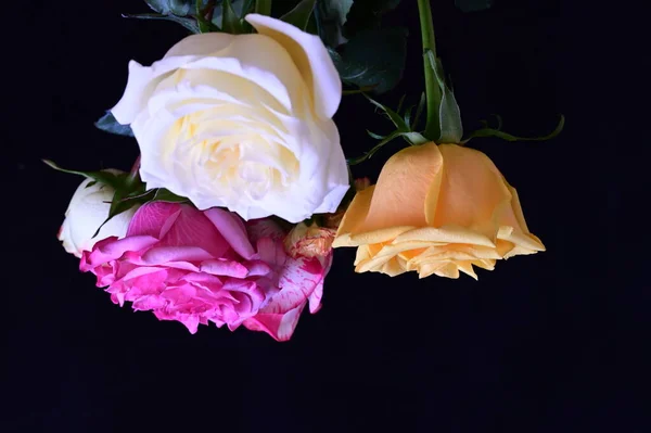 Zblízka Pohled Krásné Růže Květiny Tmavém Pozadí — Stock fotografie