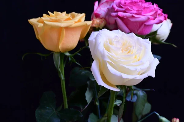 Zbliżenie Widok Piękne Kwiaty Róży Ciemnym Tle — Zdjęcie stockowe