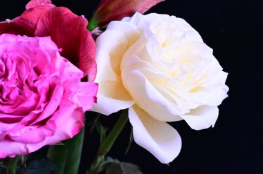 Koyu arkaplanda güller olan güzel bir buket.