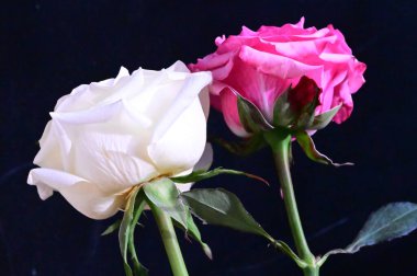 Koyu arkaplanda pembe ve beyaz gül çiçekleri