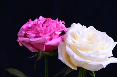 Koyu arkaplanda pembe ve beyaz gül çiçekleri