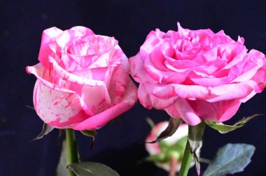 Koyu arka plan üzerinde güzel pembe güller