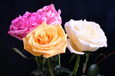 Koyu arkaplanda güzel gül çiçeklerinin yakın görüntüsü