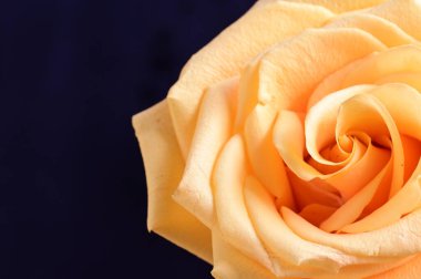 inanılmaz sarı gül siyah arkaplanda