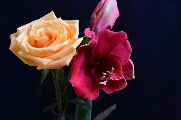 美丽的黄色玫瑰 黑色背景上有深红色的花朵 — 图库照片