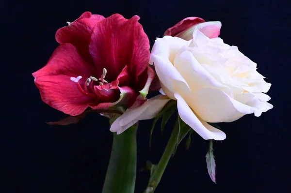 黒を背景に濃い赤の花が美しい白バラ — ストック写真