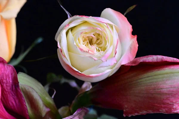 Όμορφο Λευκό Τριαντάφυλλο Σκούρα Κόκκινα Λουλούδια Μαύρο Φόντο — Φωτογραφία Αρχείου