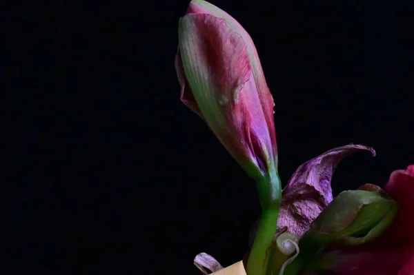 Belle Fleur Rose Sur Fond Noir — Photo
