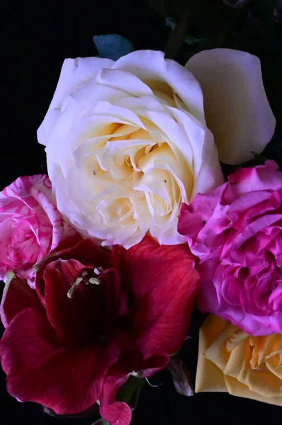 stock image beautiful bouquet with roses on dark background