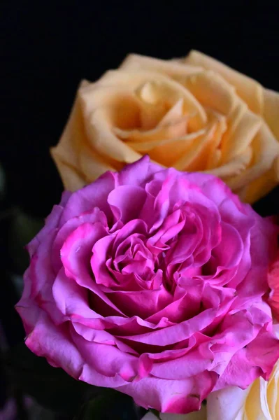 深色背景下美丽的粉色和黄色玫瑰 — 图库照片
