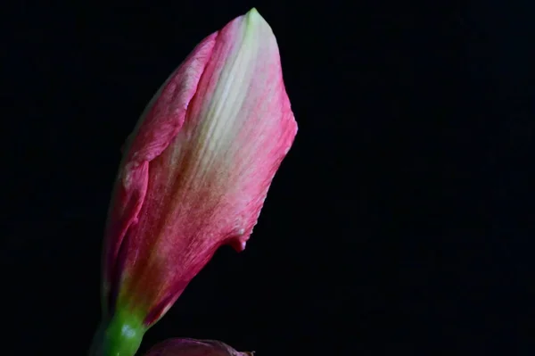 Schöne Rosa Blume Auf Schwarzem Hintergrund — Stockfoto