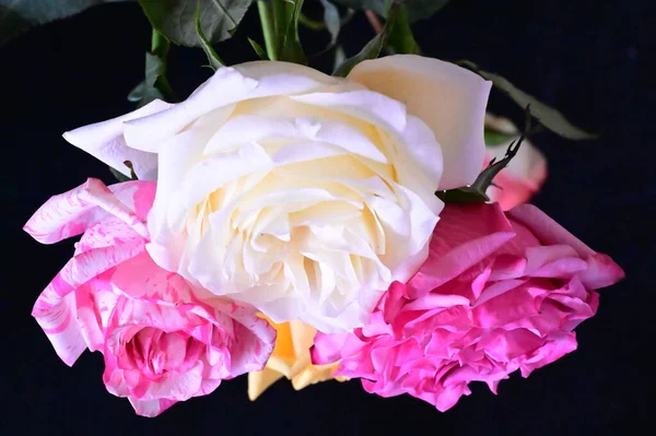 Vista Cerca Hermosas Flores Rosas Sobre Fondo Oscuro — Foto de Stock