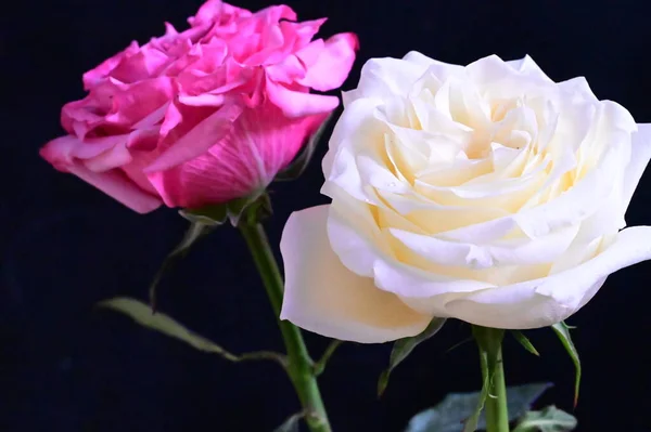 Rosa Und Weiße Rosenblüten Auf Dunklem Hintergrund — Stockfoto