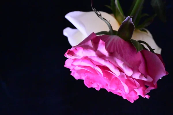 Rosas Rosadas Blancas Sobre Fondo Oscuro — Foto de Stock
