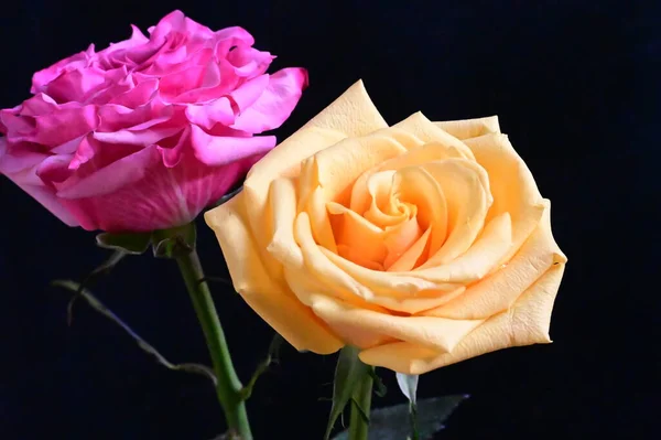 Ροζ Και Κίτρινα Τριαντάφυλλα Σκούρο Φόντο — Φωτογραφία Αρχείου