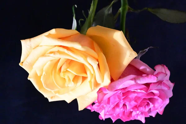 Rosas Rosadas Amarillas Sobre Fondo Oscuro — Foto de Stock