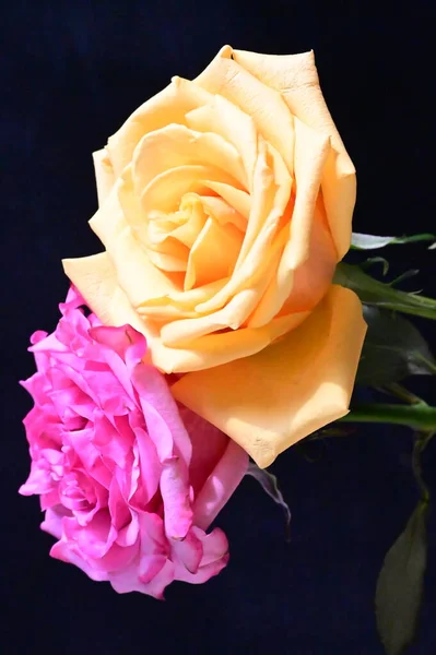 stock image pink and yellow rose flowers on dark background