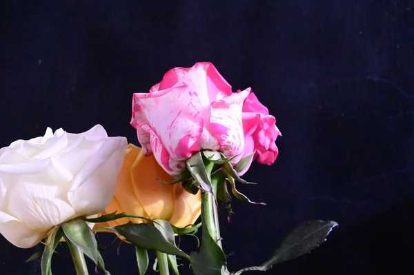 stock image close up view of beautiful rose flowers on dark background