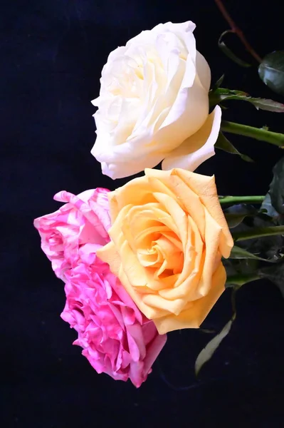 stock image close up view of beautiful rose flowers on dark background