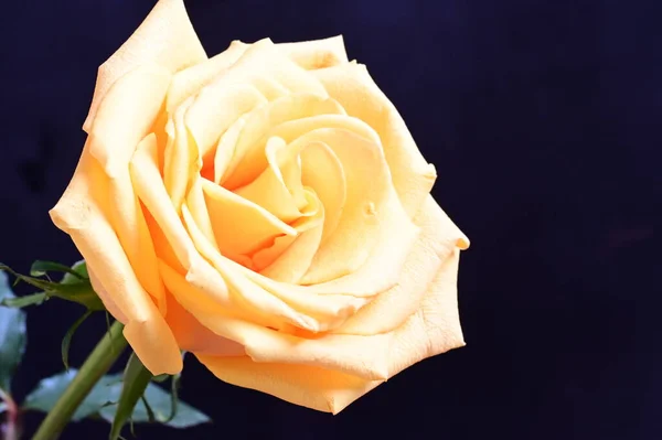 Καταπληκτικό Κίτρινο Τριαντάφυλλο Μαύρο Φόντο — Φωτογραφία Αρχείου