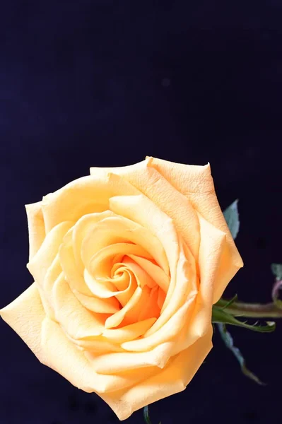 Increíble Rosa Amarilla Sobre Fondo Negro — Foto de Stock