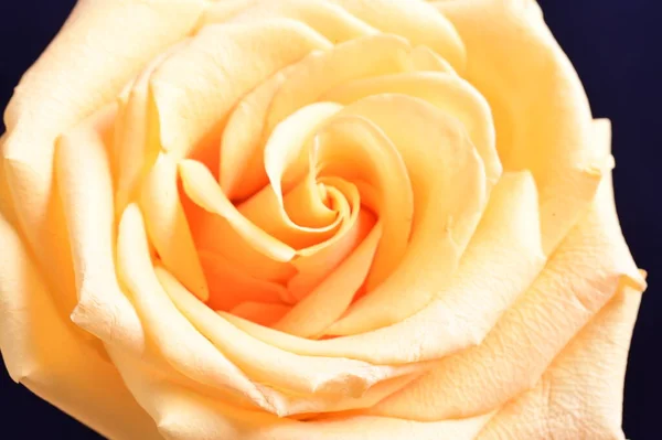 Erstaunliche Gelbe Rose Auf Schwarzem Hintergrund — Stockfoto
