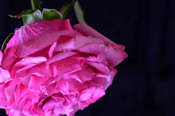 Καταπληκτικό Ροζ Τριαντάφυλλο Μαύρο Φόντο — Φωτογραφία Αρχείου