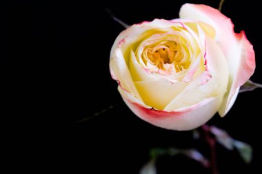 Güzel beyaz ve pembe gül, yakın görüş