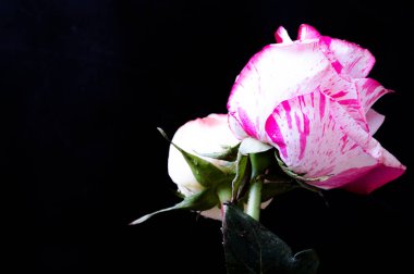 Koyu arkaplanda pembe ve beyaz gül çiçekleri