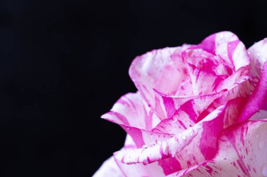 Siyah arka planda güzel pembe bir gül