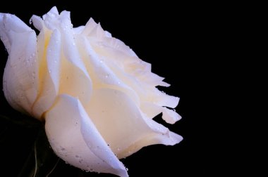 Siyah arkaplanda harika beyaz bir gül