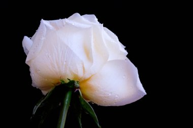 Siyah arkaplanda harika beyaz bir gül