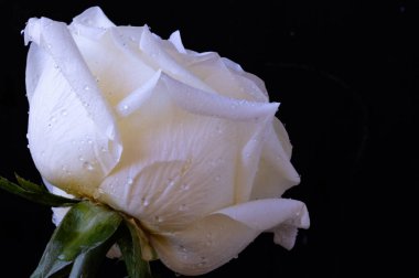 Siyah arkaplanda harika beyaz bir gül