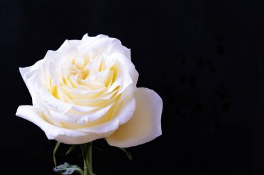 Siyah arkaplanda harika beyaz bir gül