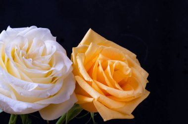 Koyu arkaplanda beyaz ve sarı gül çiçekleri