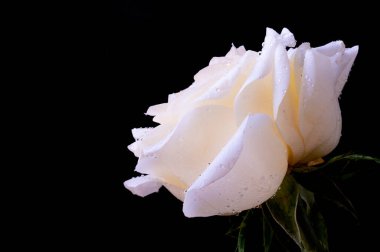 Siyah arkaplanda harika beyaz bir gül