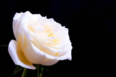 Siyah arkaplanda harika beyaz bir gül