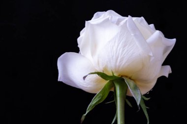 Siyah arkaplanda harika beyaz bir gül