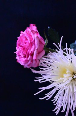 Siyah arka planda beyaz çiçekli güzel pembe bir gül.