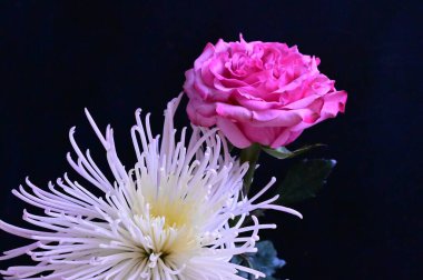 Siyah arka planda beyaz çiçekli güzel pembe bir gül.