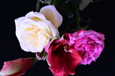 Koyu arkaplanda güller olan güzel bir buket.