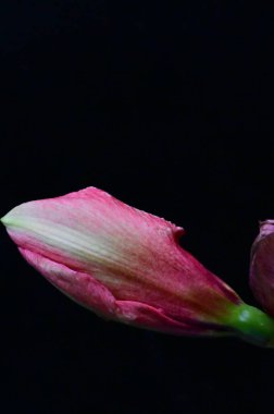 Siyah arka planda güzel pembe çiçek