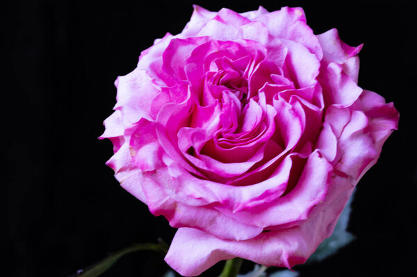 Amazing pink rose on black background