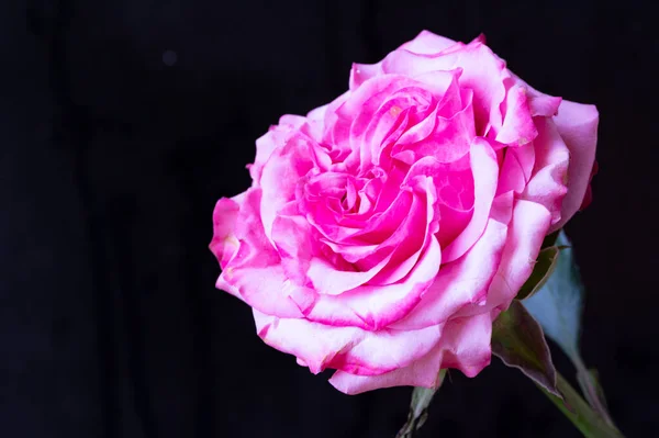 Amazing Pink Rose Black Background — Stock Photo, Image