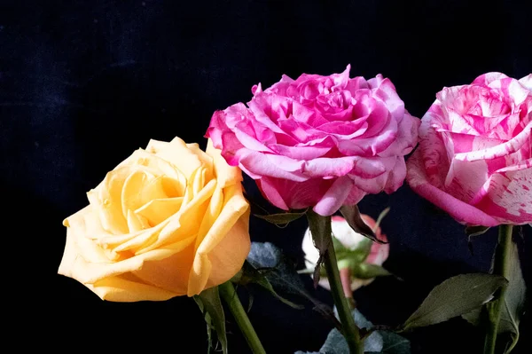 Koyu arkaplanda güzel gül çiçeklerinin yakın görüntüsü